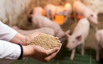 Lammerding Schweinefutter